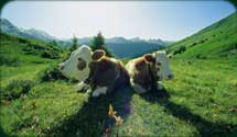 swiss cows